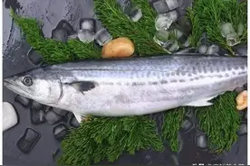 几种常见的海鱼，暂时市面上几乎没有养殖的，味道鲜美，营养丰富图片