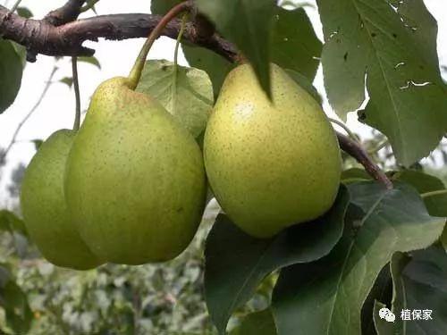 聚天门冬氨酸——氨基酸肥料中的王者