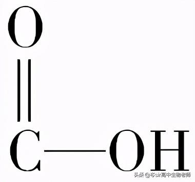 高中生物 重点知识梳理 蛋白质结构和功能