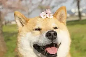 上班族想养狗？掌握这4个方法，你将成为一名合格的铲屎官图片