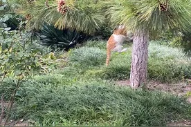 有思想的猫图片