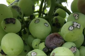 葡萄果粒上3种病害，不容易辨识，高清图谱解析，让您一看就懂图片