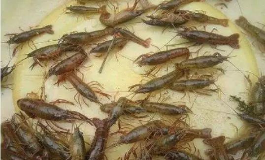 豆粕不能直接投喂小龙虾！投喂前你必须要对她做这步处理
