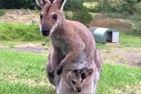 女孩收养袋鼠3年放归自然，不久“拖家带口”找上门来图片