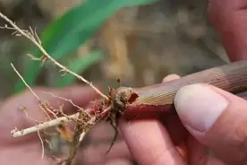 严重危害夏玉米的二点委夜蛾该如何防治？图片