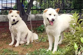 来自韩国的国宝犬种，曾经在奥运开幕式出现，它们的名字叫珍岛犬图片