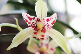 此兰美如仙女，正格三舌花，花大端正，是建兰三星蝶铭品图片