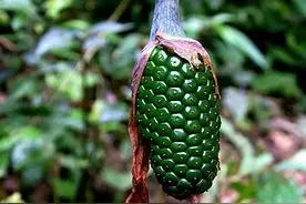 上山锻炼偶遇野玉米？远看像蛇吓一跳，近观才知有妙用图片