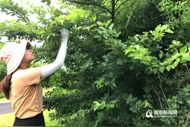 网红打卡地小麦岛"寻宝" 揭开名贵树种柘树的神秘面纱图片