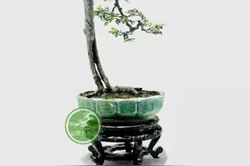 榆木"疙瘩"，盆景人的最爱！图片