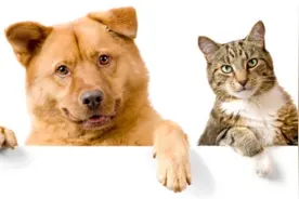 ​宠物缺钙而出现的三种症状，你知道吗？图片