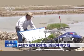 袁隆平团队在柴达木盐碱地试种海水稻图片