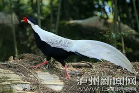 白色羽毛、黑色腹部、红色鸟冠……一只帅炸天的“大鸟”现身泸州古蔺图片
