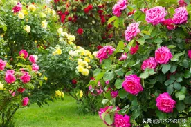 月季养不活全怪技术太差？这个锅花友们可不背！月季商家套路揭秘图片