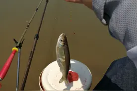 白条闹窝？不怕，用这种办法刷它，回家晒干鱼图片