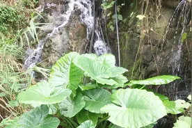 养鱼新技术！利用山涧泉水养殖鱼，小小的鱼塘也能养出大肥鱼视频封面
