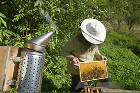 蜂群内加入巢础框，要想蜂群造脾快，蜜蜂造脾耗糖量要了解图片