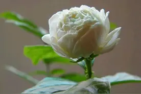 我养的茉莉花老桩头已经长出新枝条，这些新枝条多长打顶促分枝好图片