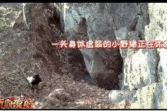 大兴安岭林区，小野猪竟活生生被乌鸦啄食！最后只剩下残骸图片