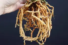 盆栽墨兰的养护关键技术图片