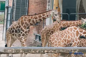 广州动物园：搬迁风波下的城央“绿洲”，有你多少回忆？图片