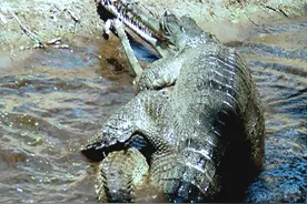 老虎过河遭咸水鳄吃掉，咸水鳄上岸又被老虎捕杀，究竟谁更厉害？图片