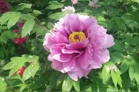 洛阳王城公园，本届菊花展免费对外开放，请相互告知图片