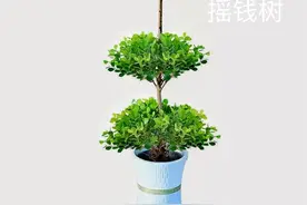 十种适合办公室-居家盆栽绿植，颜值高好意头，你认识几种？图片