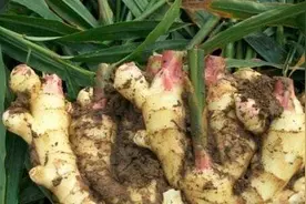 大姜不好种？黄叶、烂芯、缺苗？看看要怎么注意防治图片