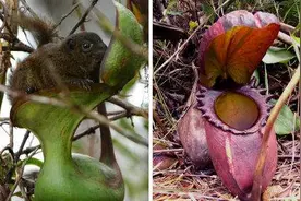 “恐怖”的食肉“植物”，可能就在你身边隐藏着图片