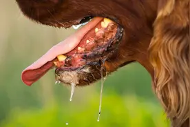 辟谣！人被狗咬伤狂犬病发作必死，咬人的狗却可以安然无恙？图片