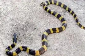 金环蛇实力如何？为何很少被人提起？和它弟弟银环蛇相比谁更厉害图片