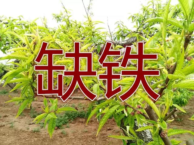 鏋滄爲鈥滅己閾佲€濇槸浠€涔堝師鍥犻€犳垚鐨勶紵50%鐨勬灉鍐滀笉娓呮