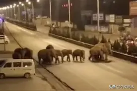 象群进入昆明 有的损失要受害人自己承担图片