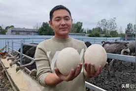 河南一青年圈地养鸵鸟 一个鸟蛋能卖一百多图片