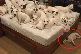 养了20只狗狗，晚上睡觉简直宫斗，输了的只能睡床底图片