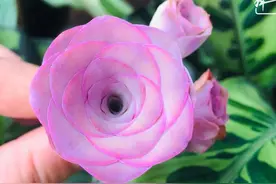 多肉与爱情，一封迟到的情书图片