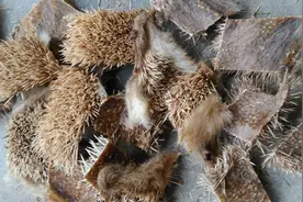 中药古今研究：刺猬皮图片