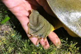 罕见河鳖夜晚上岸，被几名钓鱼人捕获，钓鱼人：抱不动，放了图片