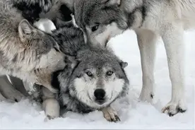 以家庭为单位的狼群，低级狼没有交配权，怎么繁殖自己的后代图片