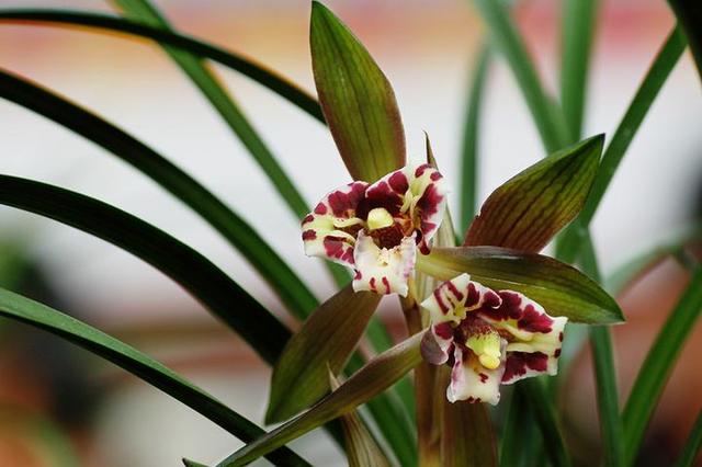 想兰花更美吗？别忽视浇水，你做对了吗？