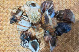 海螺尾是屎还是黄？哪些部位不能吃？老渔民告诉你答案，别再吃错图片