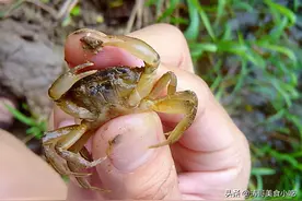 农村河里好吃的10种河鲜，味道鲜美，价格不菲，你最少吃过一种图片
