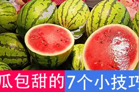 西瓜甜不甜，瞧一眼这里就知道，一挑一个准，老瓜农的方法真管用图片