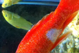观赏鱼蹭缸之谜所谓何事？若频繁如此请勿掉以轻心，不出2种情况图片
