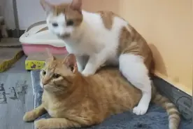 “啊啊啊啊啊啊我脏了，我被猫骑了！！！”图片