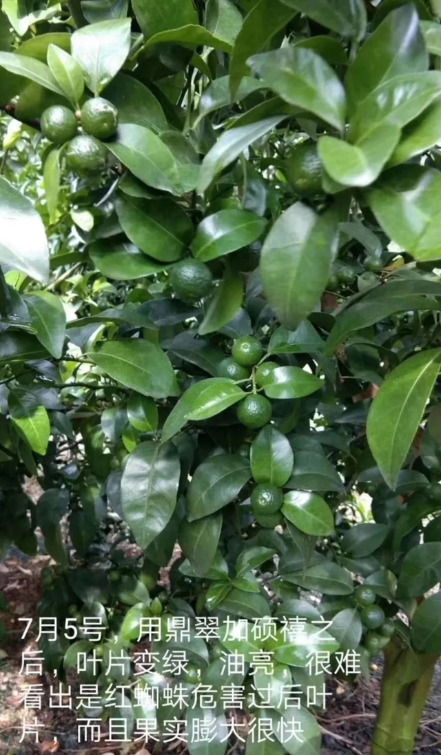 用对赤霉酸920，改善大小果，膨果快很多，不粗皮产量高
