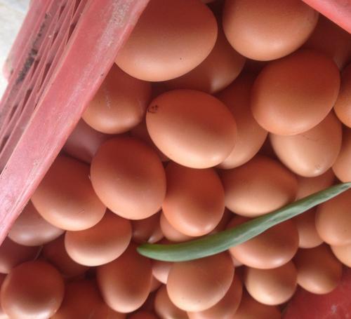 “土鸡蛋”和洋鸡蛋营养价值差不多？最大区别是这几种营养素