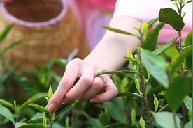 中国最贵的六大茶叶：堪称天价茶叶，这喝的还是茶吗？视频封面
