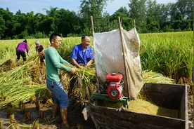 隐珠寺村：暴雨之后秋收忙图片